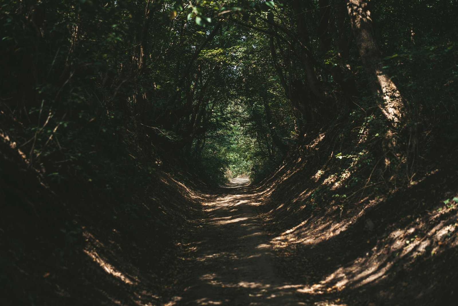 You are currently viewing 50+ Quotes on Finding Your Path in Life