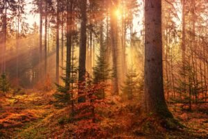 Read more about the article 35+ Autumn (Fall) Quotes to Embrace Change, Beauty, and Stillness