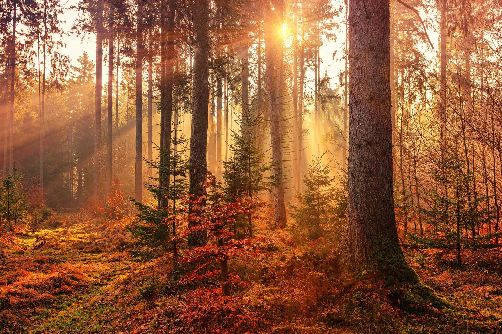 You are currently viewing 35+ Autumn (Fall) Quotes to Embrace Change, Beauty, and Stillness