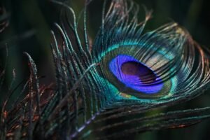 Read more about the article 30+ Timeless Krishna Quotes: Divine Wisdom for Life, Love, and Liberation