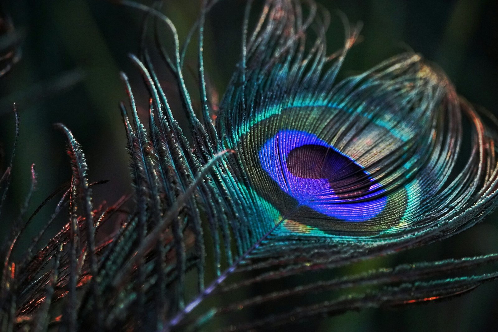 You are currently viewing 30+ Timeless Krishna Quotes: Divine Wisdom for Life, Love, and Liberation