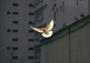 Read more about the article 40+ Peace Quotes to Calm the Mind and Feed the Soul