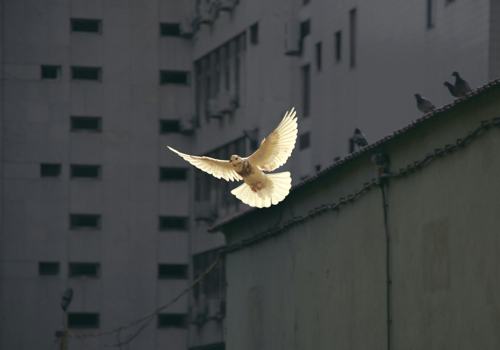 You are currently viewing 40+ Peace Quotes to Calm the Mind and Feed the Soul