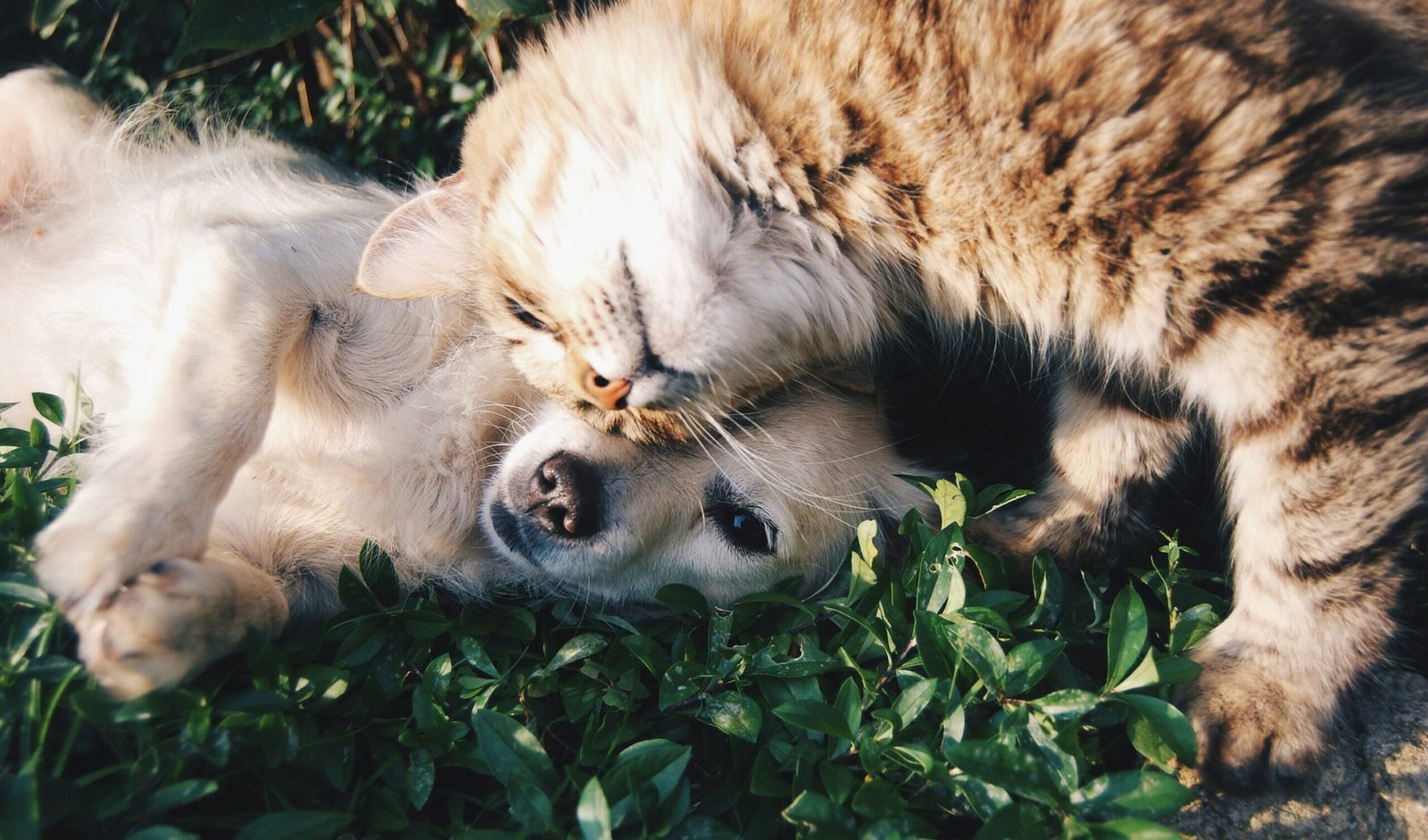 You are currently viewing 40 Quotes on Pets: Heartfelt Sayings That Celebrate Our Furry Friends