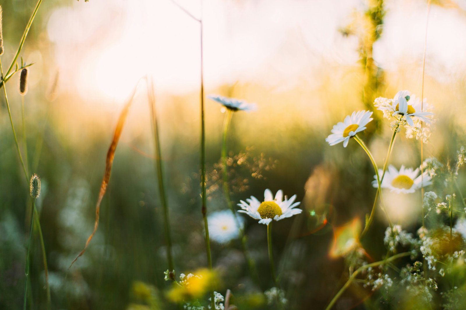 You are currently viewing 30+ Spring Quotes to Celebrate Growth, Renewal & Fresh Beginnings