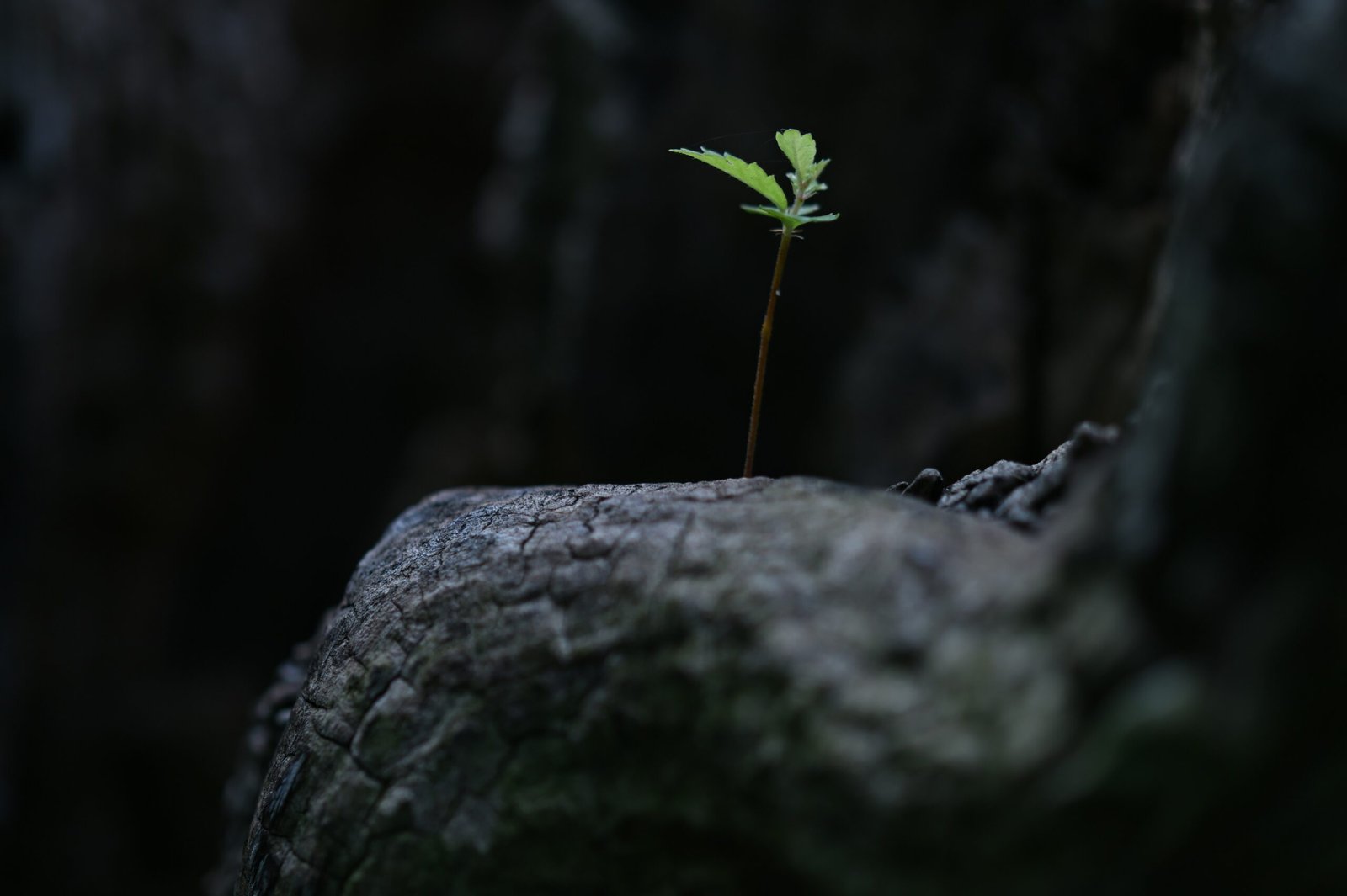 You are currently viewing 30+ Struggle Quotes to Inspire Strength Through Tough Times
